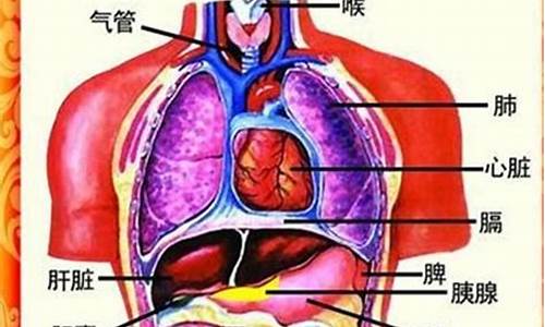 五脏六腑的拼音_五脏六腑的拼音怎么写