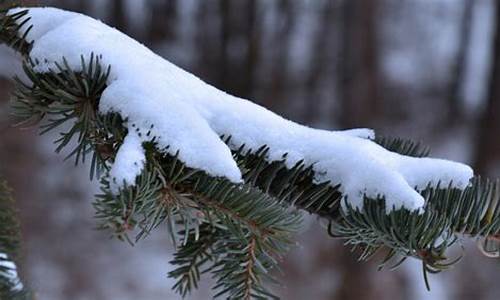 赞美春雪的诗句_赞美春雪的诗句古诗大全